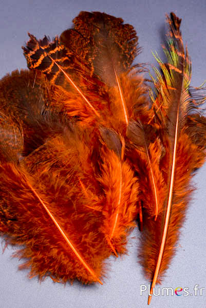 Pauw blauw - 8-20 cm - oranje-bruin